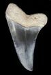 Fossil Mako (Isurus) Tooth - Bone Valley, Florida #48699-1